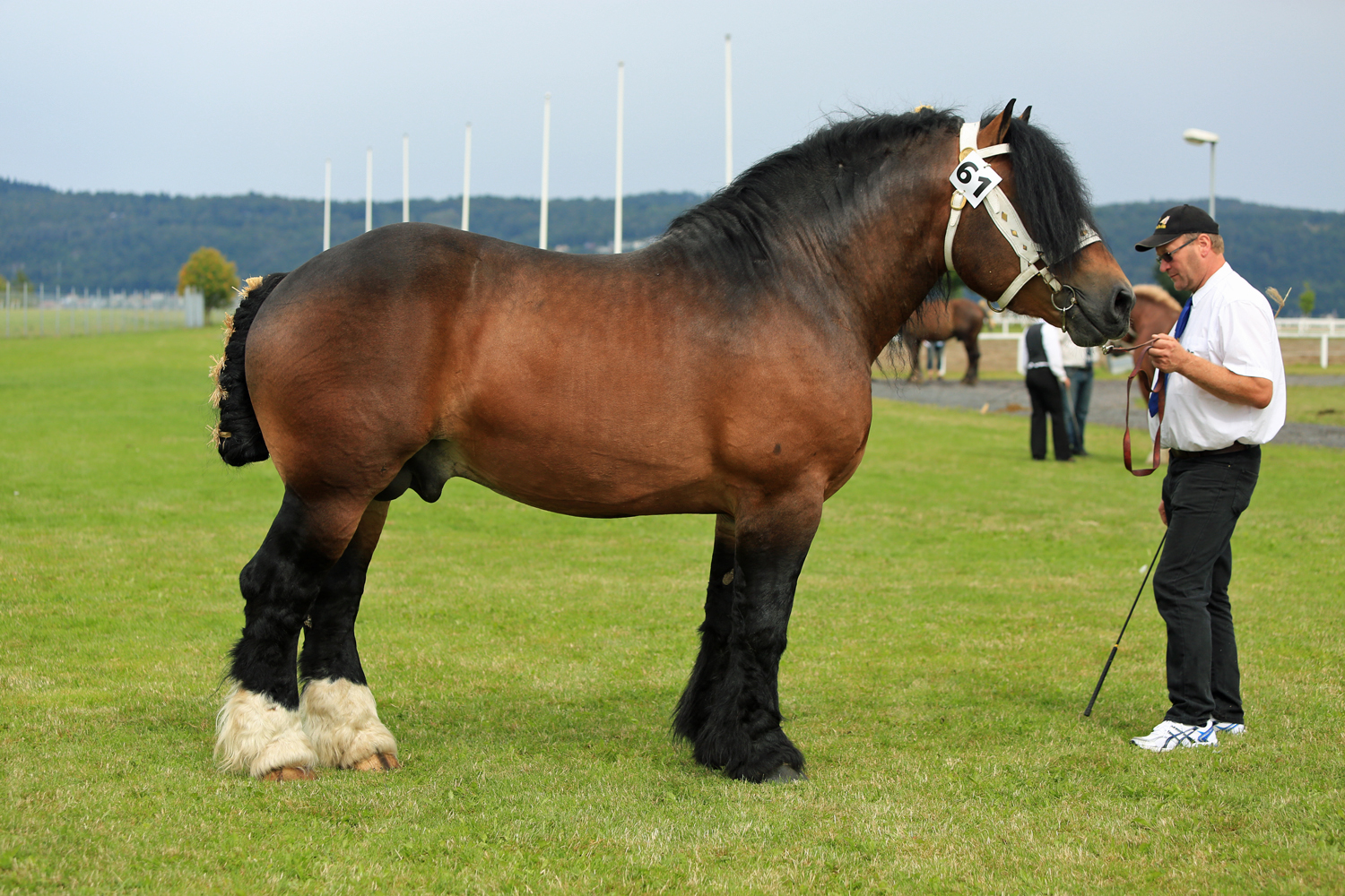 Horse shot. Бельгийский ДРАФТ.